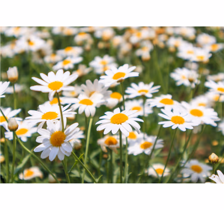 Fotomurale fiori margherite in fiore brillante - TenStickers