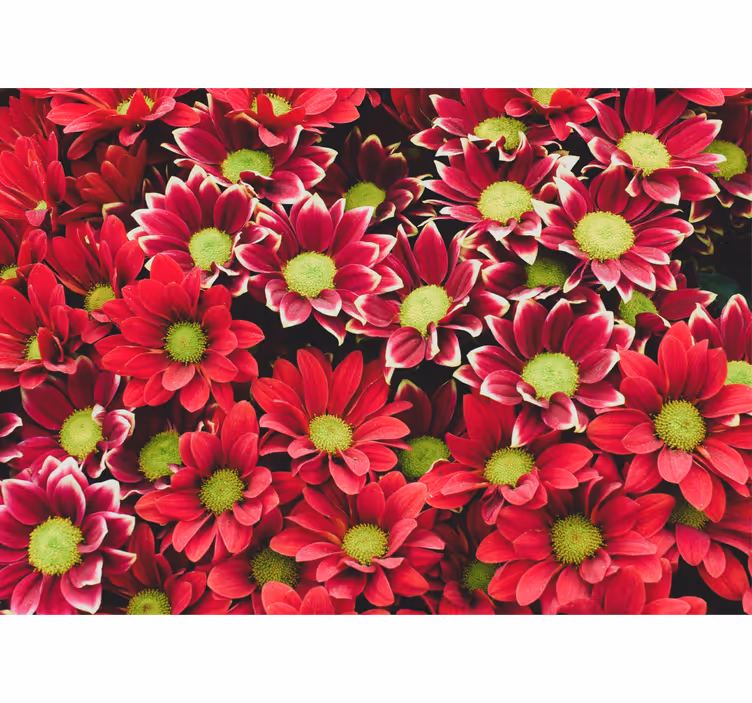 Fotomurale fiori composizione di fiori cremisi - TenStickers