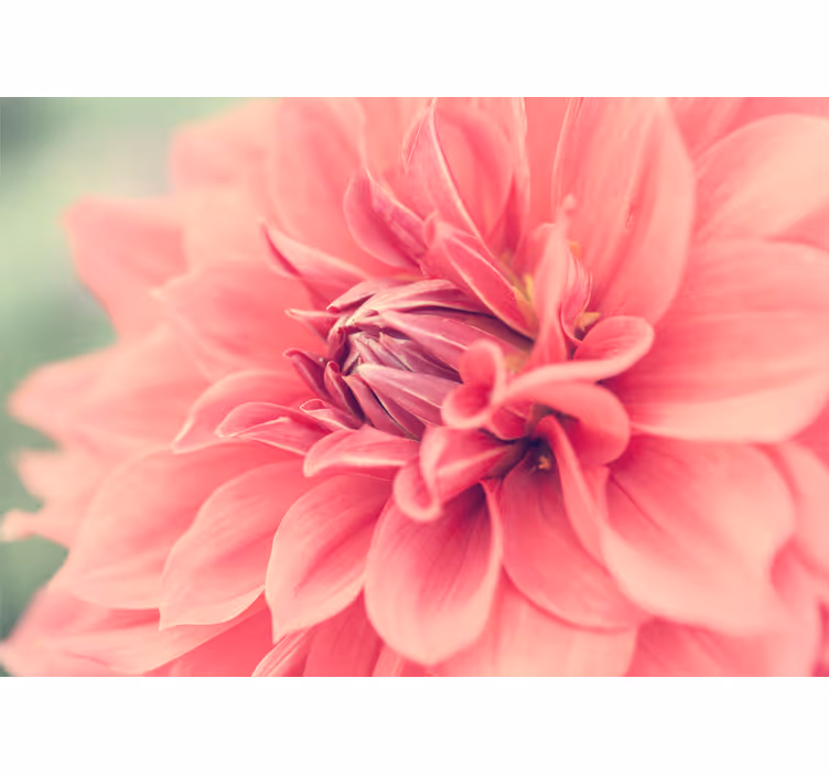 Fotomurale fiori fioritura rosa vibrante - TenStickers