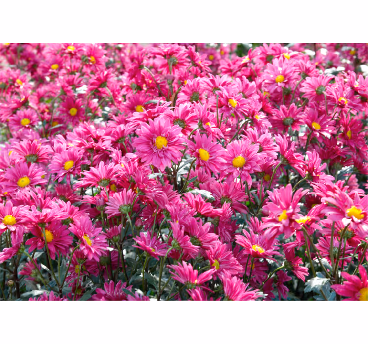 Fotomurale fiori esplosione floreale rosa - TenStickers