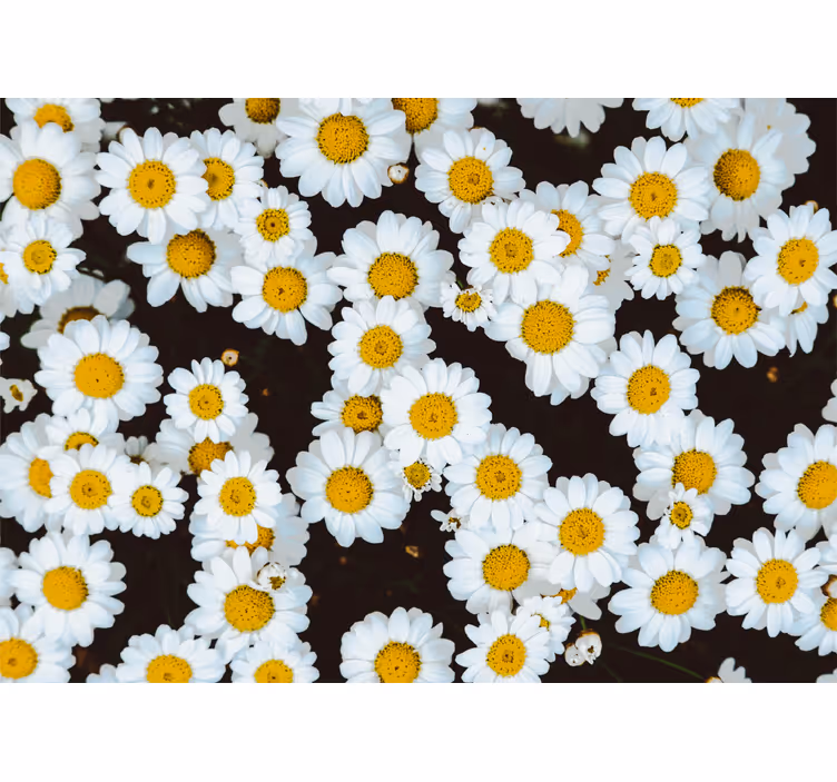Fotomurale fiori motivo floreale camomilla - TenStickers