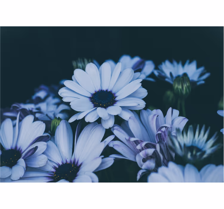 Fotomurale fiori composizione floreale serene - TenStickers