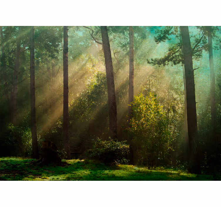 Fotomurale foresta scena incantevole - TenStickers