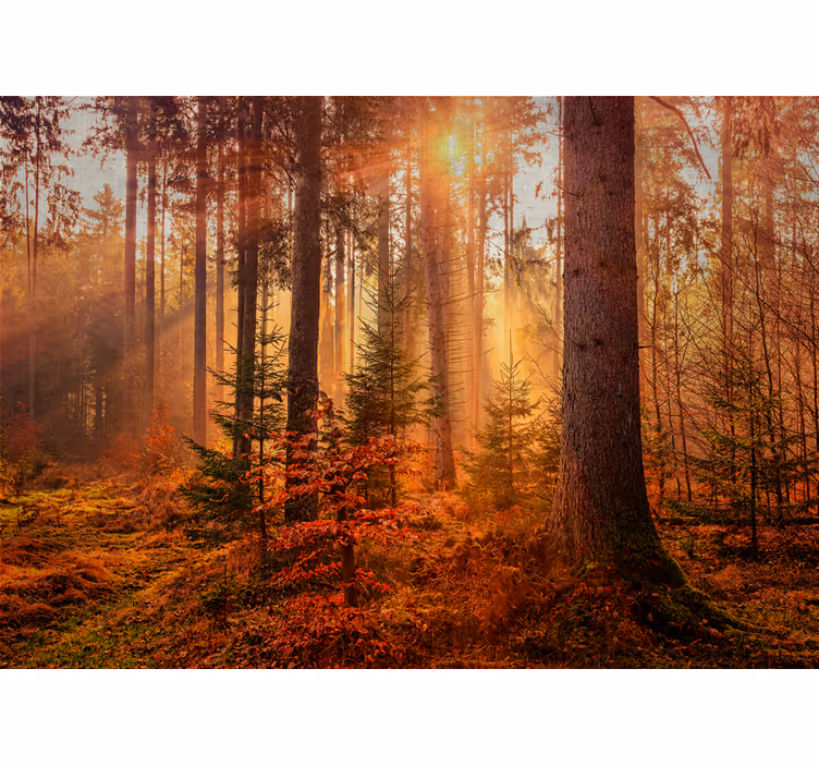 Fotomurale foresta illuminazione radiante della foresta - TenStickers