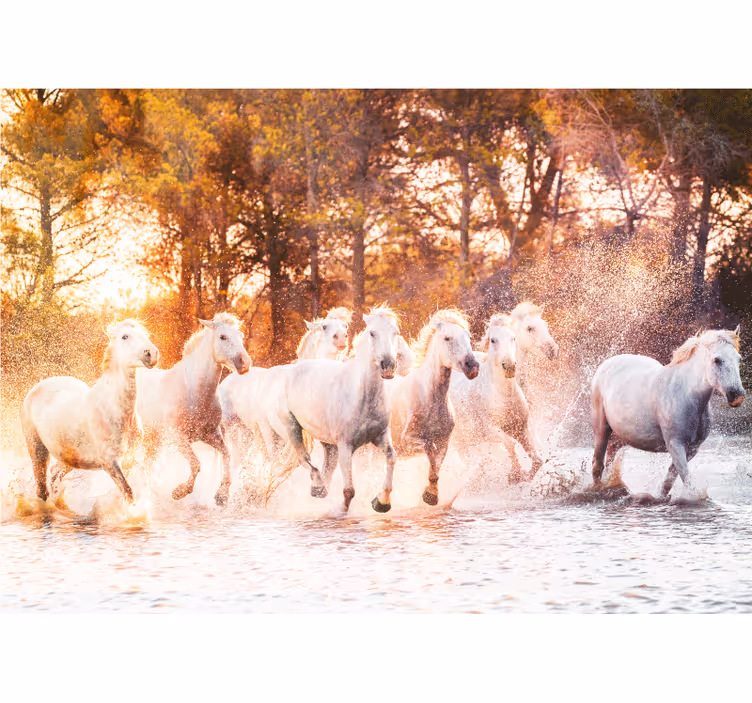 Fotomurale animali cavalli maestosi al galoppo - TenStickers