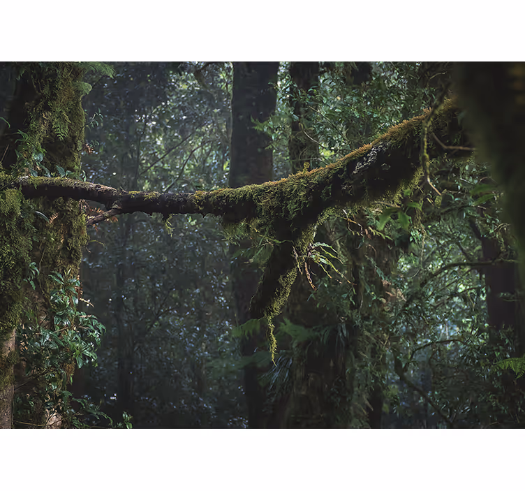 Fotomurale foresta chiome verdi lussureggianti - TenStickers