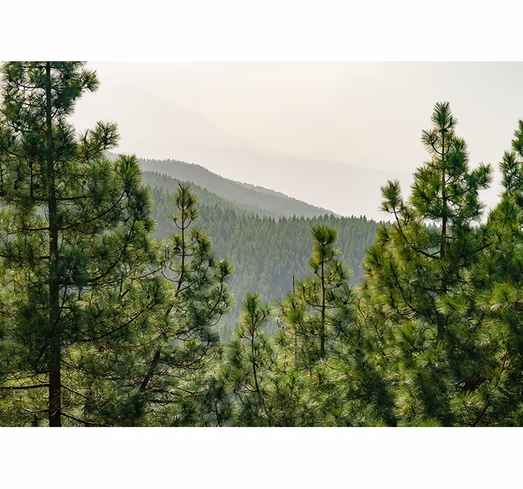 Fotomurali natura paesaggio di verde lussureggiante - TenStickers