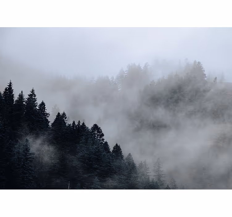Fotomurale foresta paesaggio umido e nebbioso - TenStickers