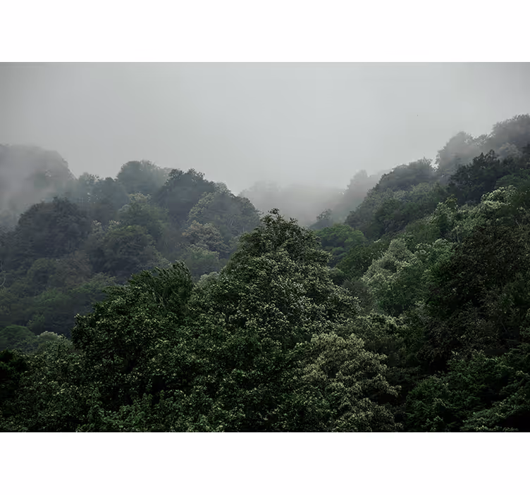 Fotomurale foresta paesaggio nebbioso - TenStickers