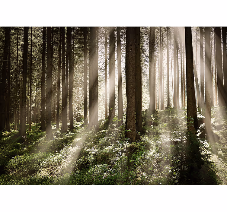 Fotomurale foresta raggi luminosi della foresta - TenStickers