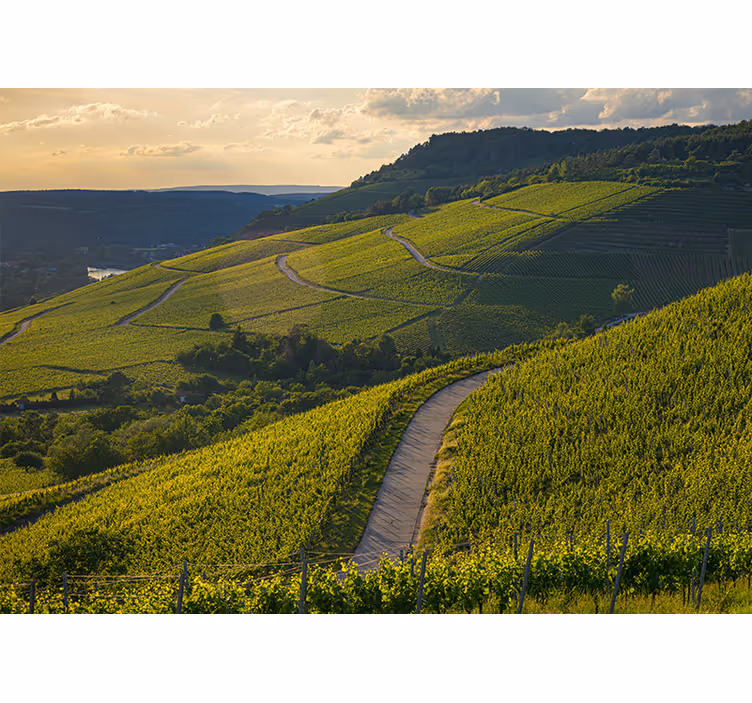 Fotomurale paesaggi pendii di vigneti - TenStickers