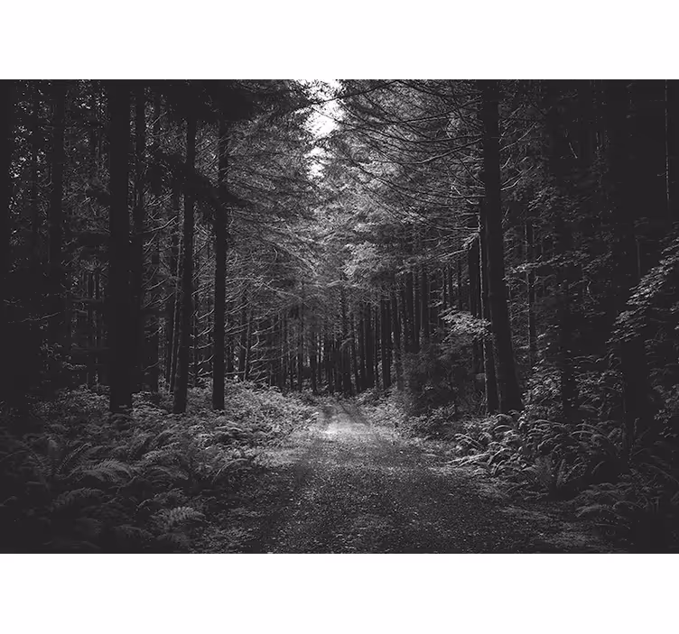 Fotomurale foresta sentiero nella foresta sereno - TenStickers