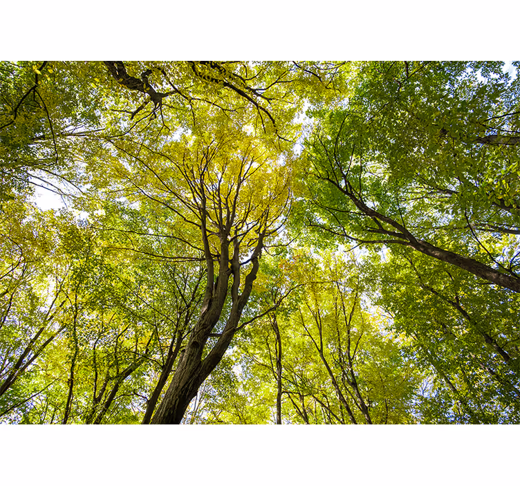 Fotomurali natura copertura lussureggiante della foresta - TenStickers