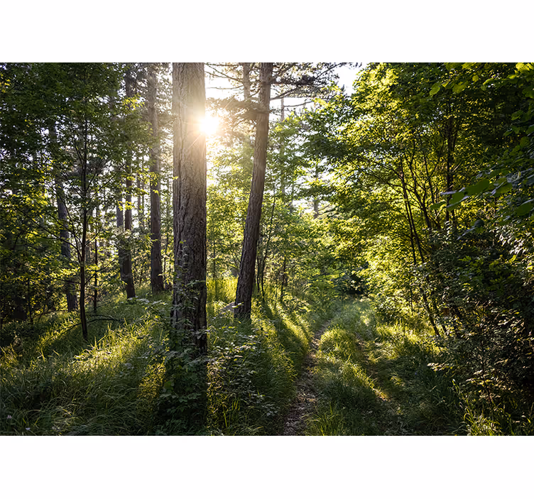 Fotomurali natura sentiero luminoso nel bosco - TenStickers