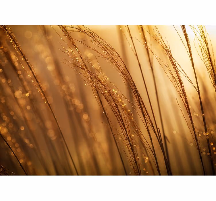 Fotomurali natura erba dorata gentile - TenStickers