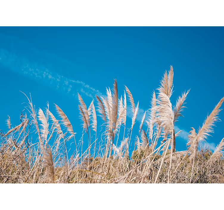 Fotomurale fiori tranquillità delle pampas - TenStickers