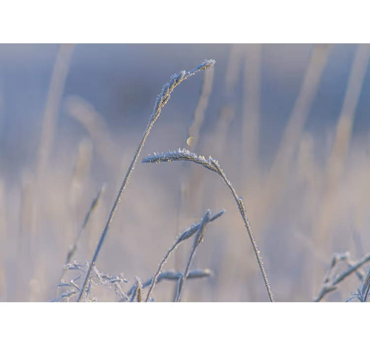 Fotomurali natura punte d'erba gelata - TenStickers