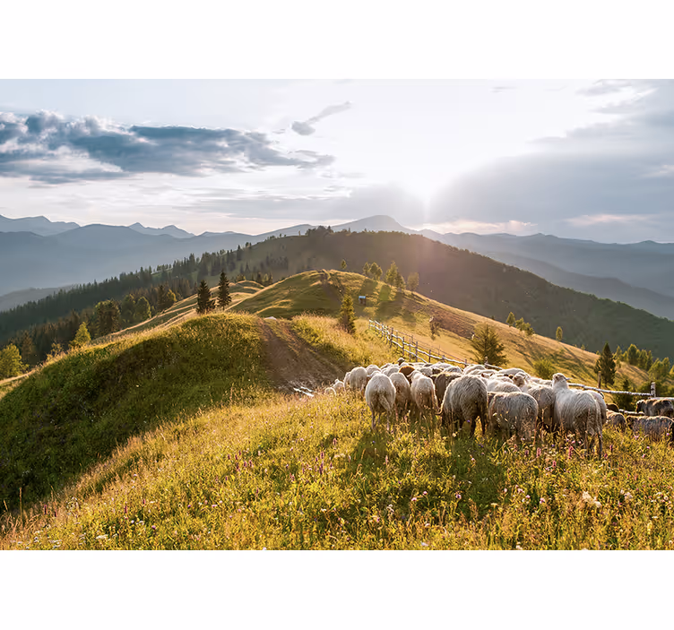 Fotomurale paesaggi pecore su collina - TenStickers