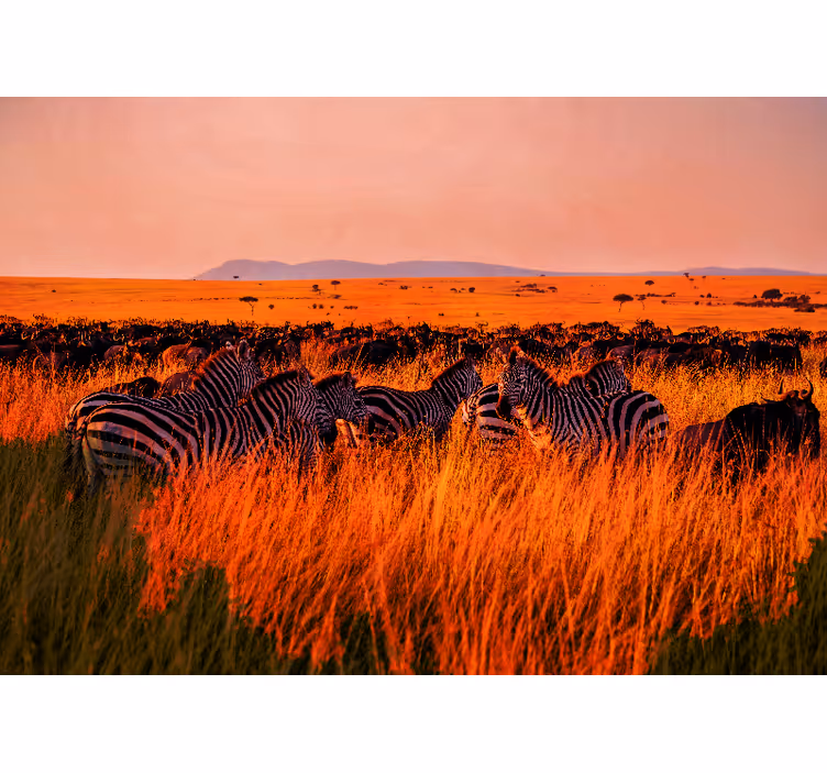 Fotomurali natura zebre nel serengeti - TenStickers