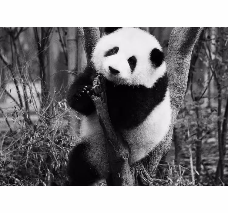 Fotomurale animali panda su albero - TenStickers