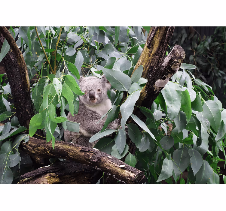 Fotomurale animali koala tra le foglie - TenStickers