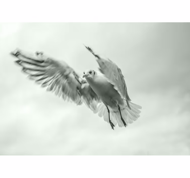 Fotomurale animali uccello bianco volante - TenStickers