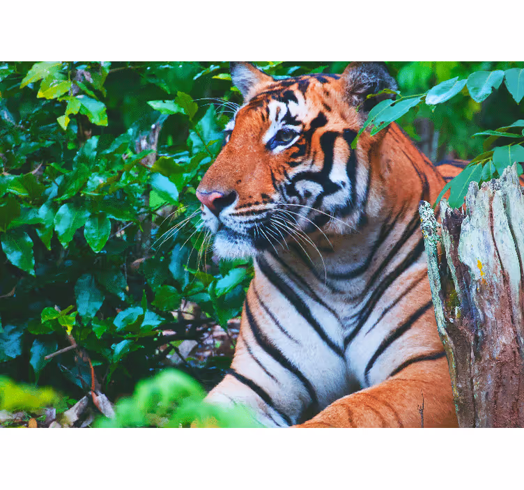 Carta da parati giungla tigre maestosa fissa - TenStickers