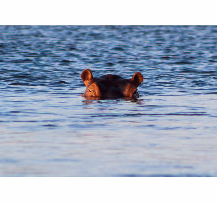 Fotomurale animali ippopotamo che nuota calmo - TenStickers