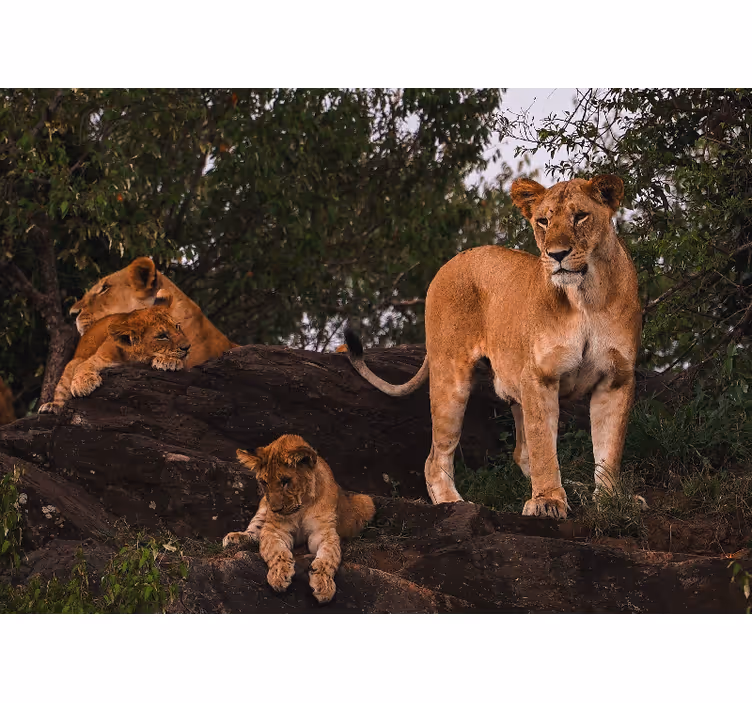 Fotomurali leone famiglia orgoglio femminile - TenStickers