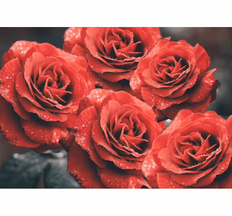 Fotomurale fiori fiori di rosa cremisi - TenStickers