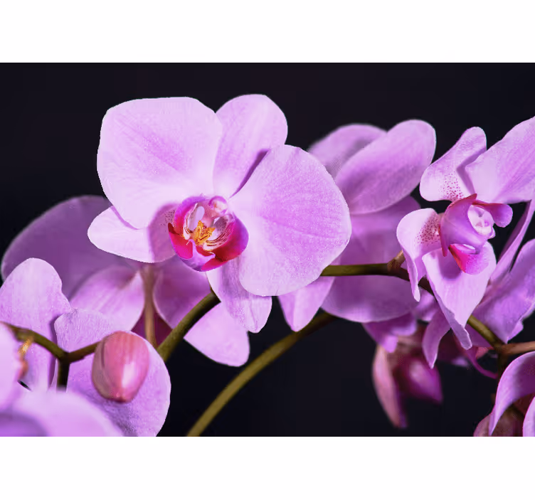 Fotomurale orchidee fioriture di orchidee eleganti - TenStickers