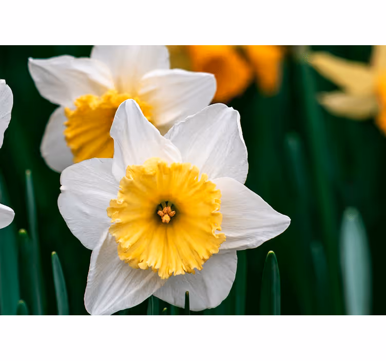 Fotomurale papaveri eleganza dei narcisi fioriti - TenStickers