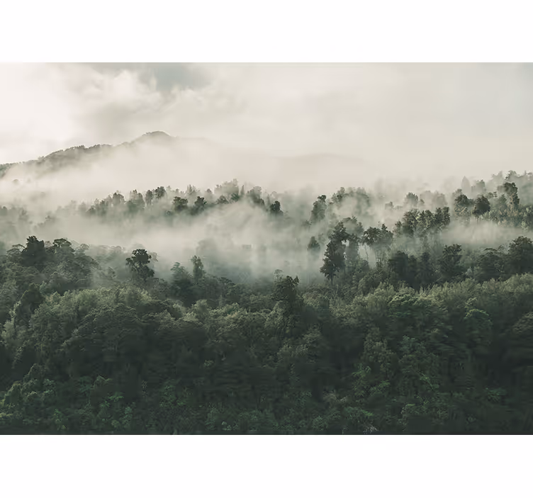 Fotomurali natura paesaggio boschivo nebbioso - TenStickers