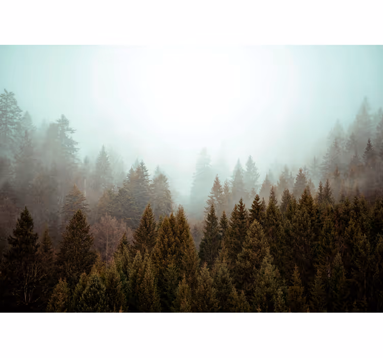 Fotomurale foresta foresta verdeggiante nebbiosa - TenStickers