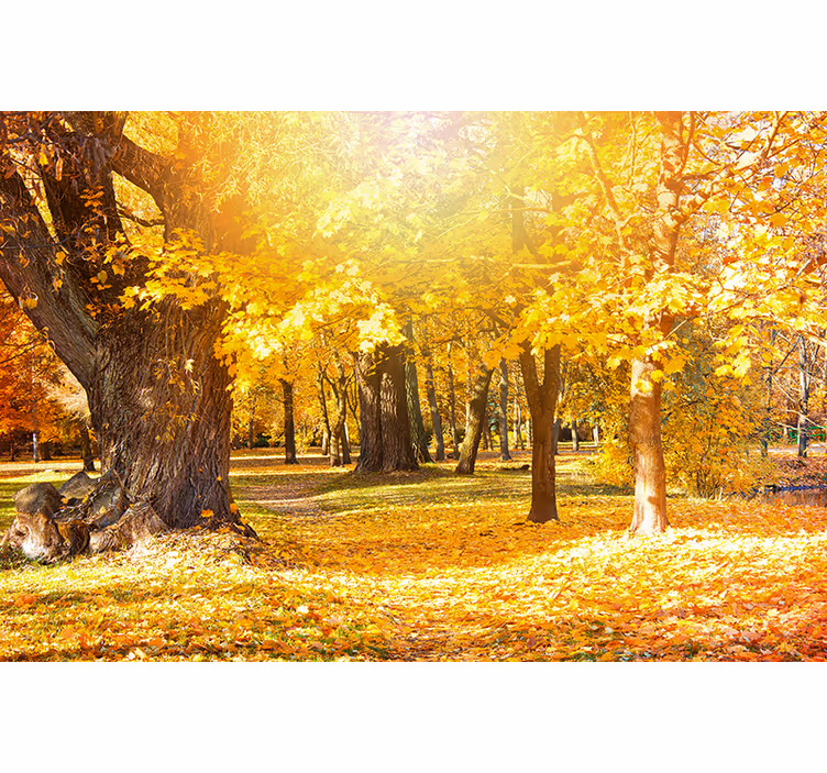 Fotomurali natura paesaggio di alberi autunnali - TenStickers
