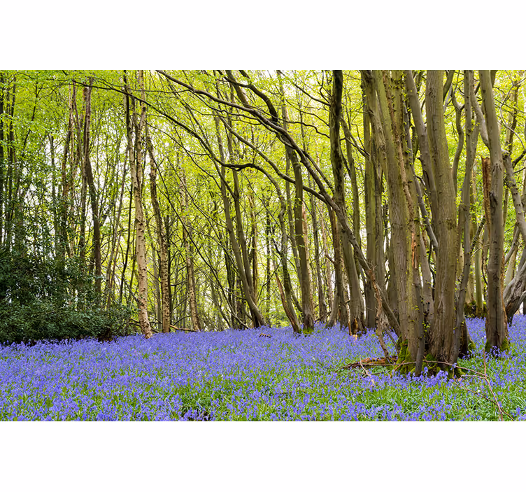 Fotomurale foresta alberi verdi vibranti - TenStickers