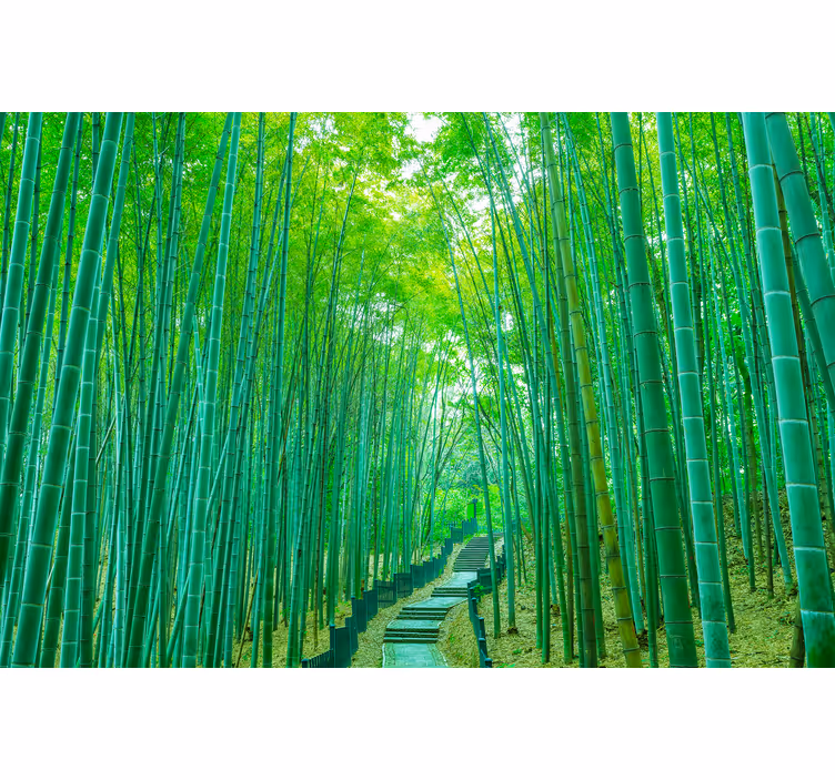 Fotomurali bambù sentiero di bambù serene - TenStickers