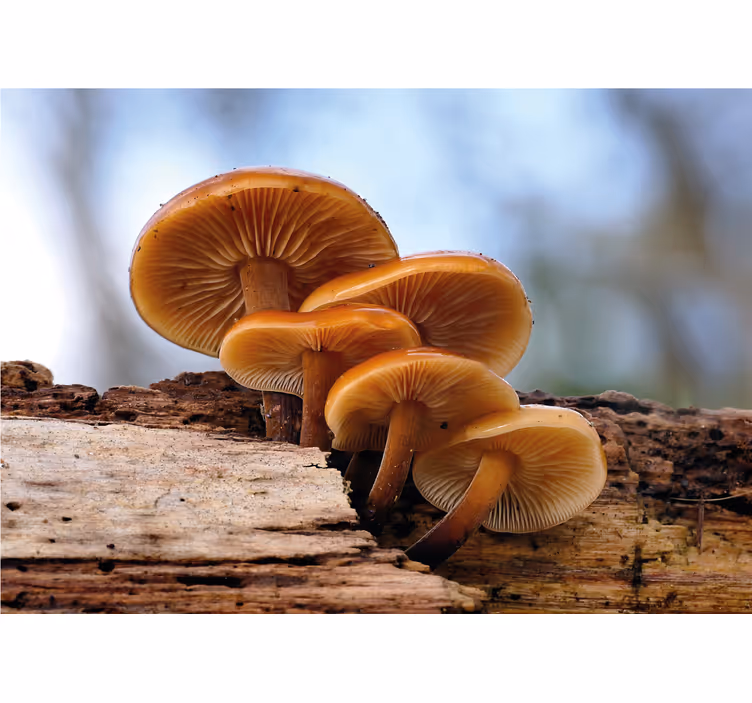 Fotomurale fiori grappolo di funghi - TenStickers