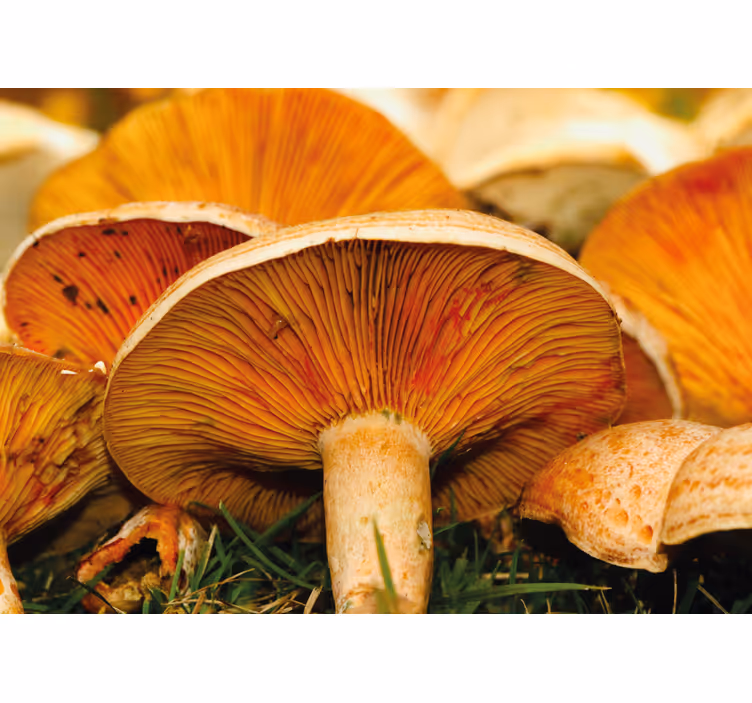 Fotomurale fiori scena di foresta di funghi - TenStickers