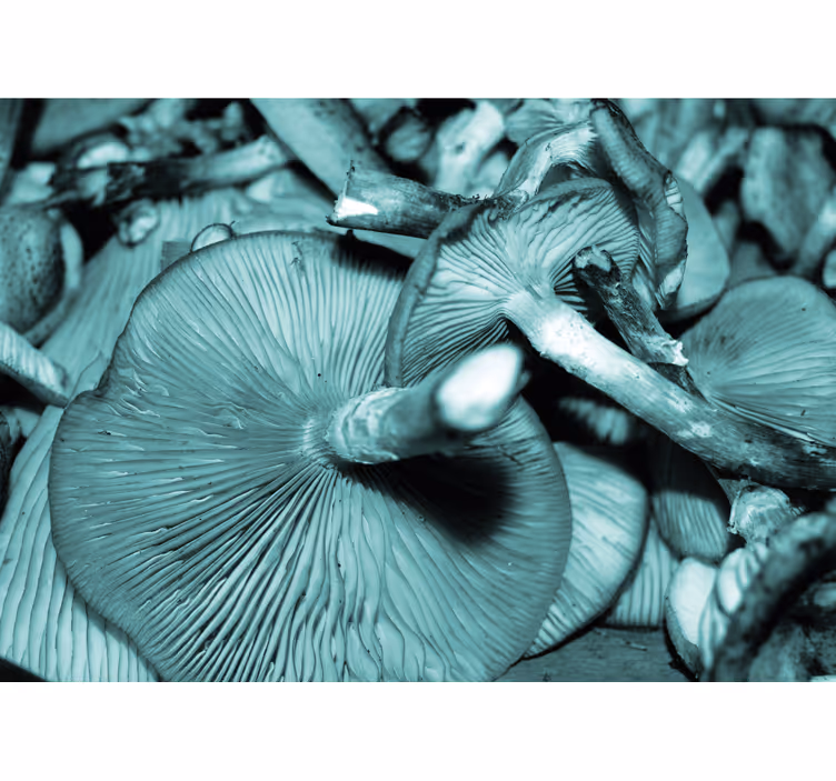 Fotomurali natura mazzo di funghi - TenStickers