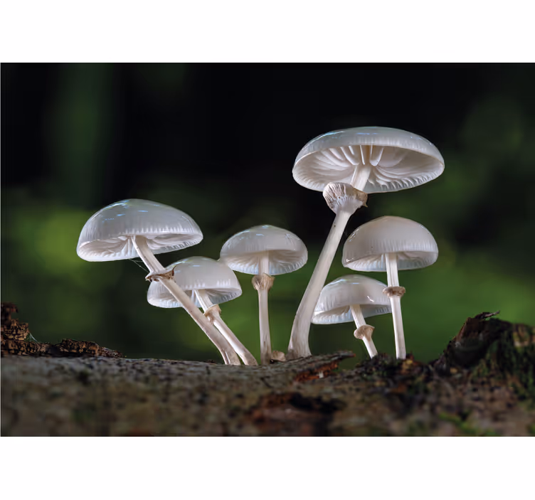 Fotomurali natura crescita di cluster di funghi - TenStickers