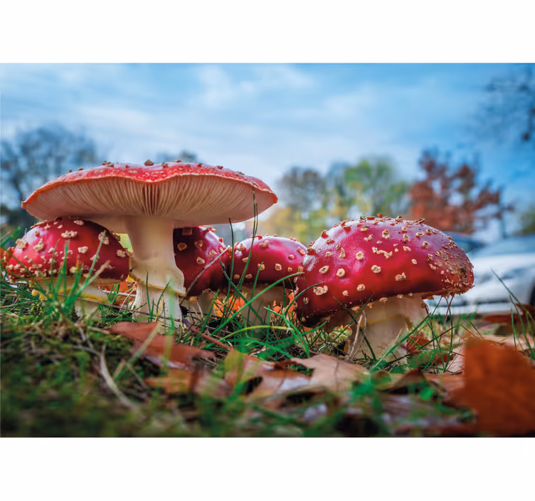 Fotomurali natura funghi rossi a gruppo - TenStickers