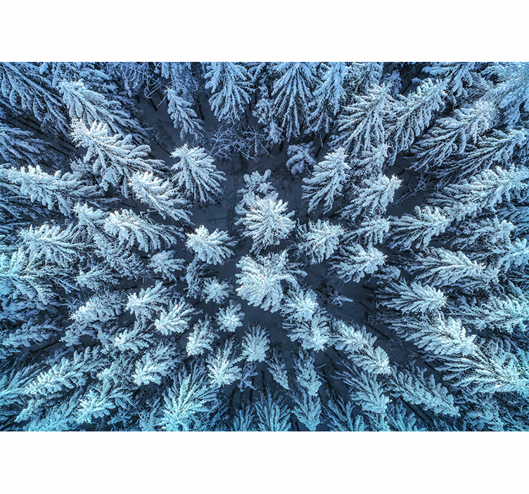 Fotomurali natura foresta di pini gelati - TenStickers