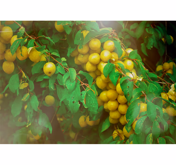 Fotomurale fiori foglie e frutti rigogliosi - TenStickers