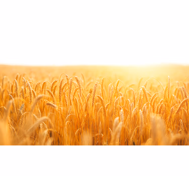 Fotomurali natura prato di grano dorato - TenStickers