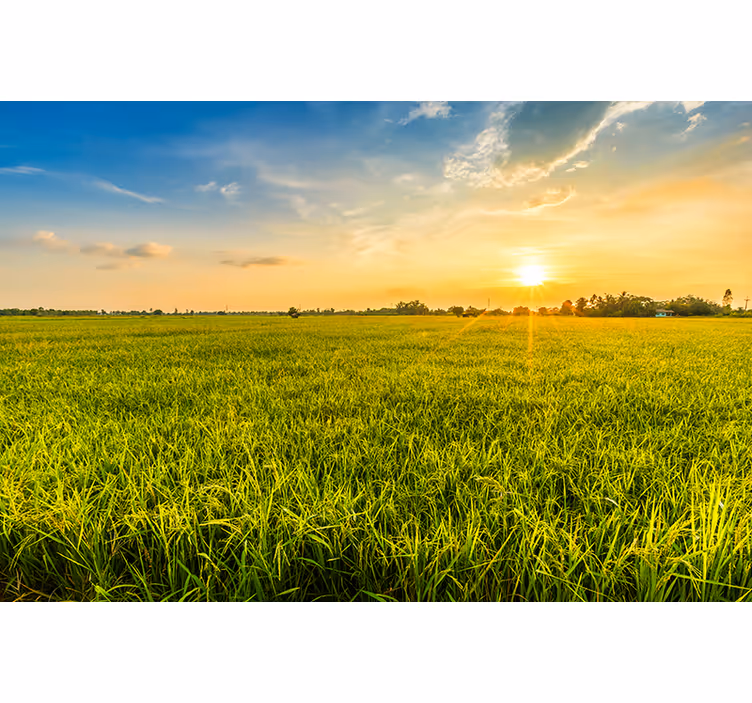 Fotomurale paesaggi tramonto su prati verdi - TenStickers