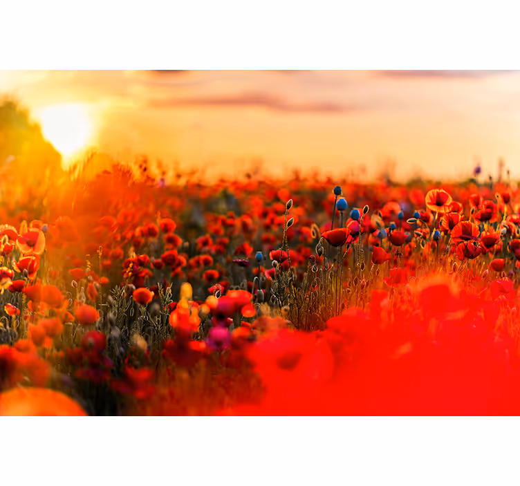 Fotomurale papaveri campo primaverile al tramonto - TenStickers