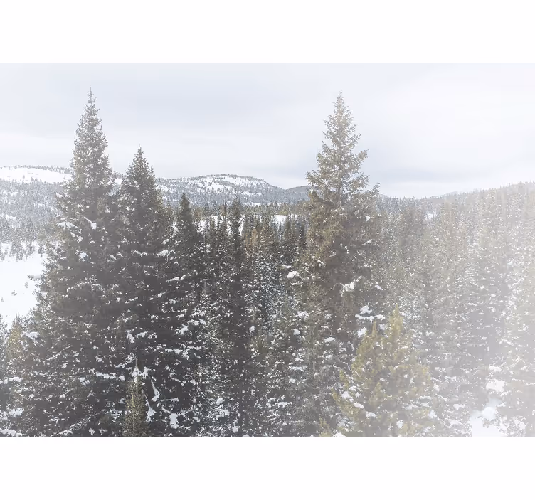 Fotomurali natura paesaggio innevato di sempreverdi - TenStickers