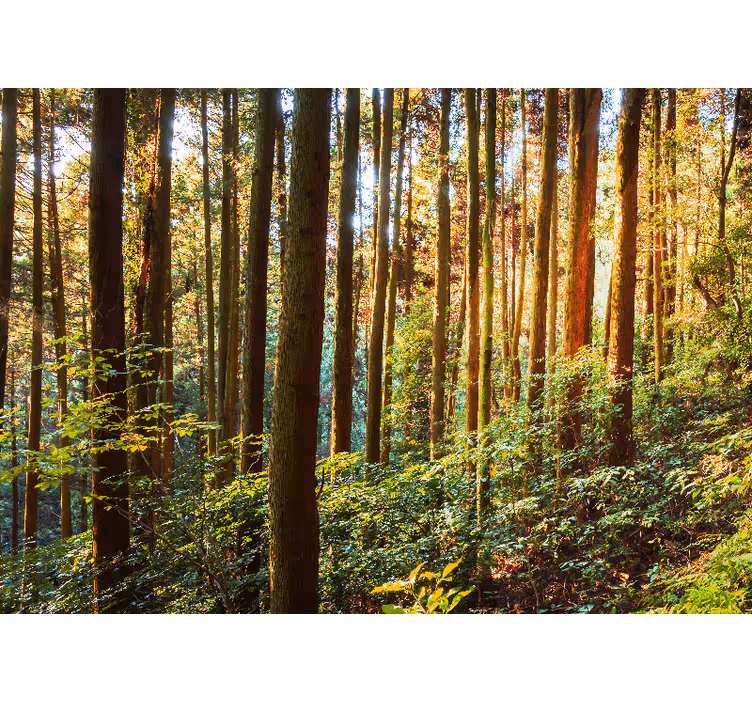 Fotomurale foresta foresta verde lussureggiante - TenStickers
