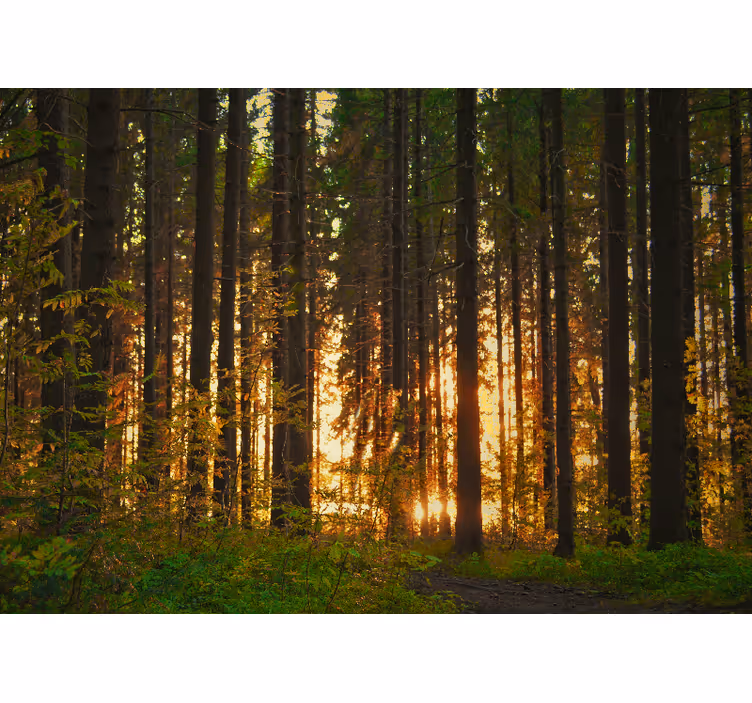 Fotomurale foresta silhouette di alberi al tramonto - TenStickers